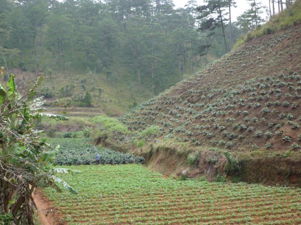 Coffee plantations