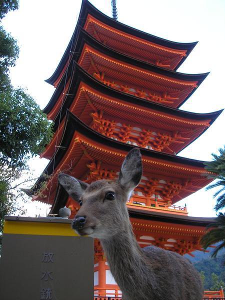 Wildlife and Pagodas