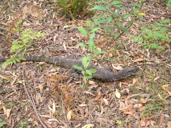 Monitor Lizard or Goanna