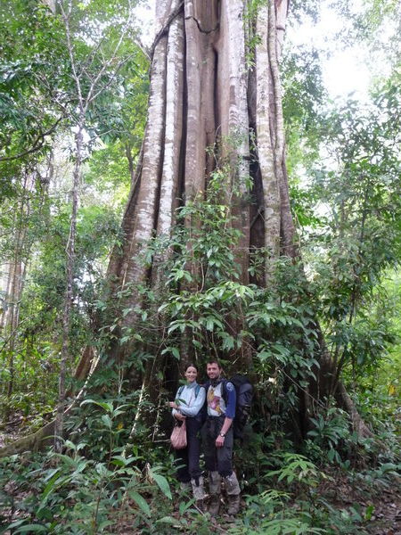 Large Banyan tree in the jungle