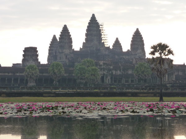 Angkor Wat with lotus flowers?