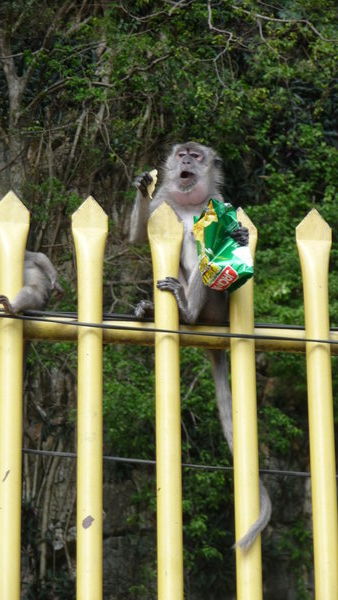 Cheeky robbing monkey