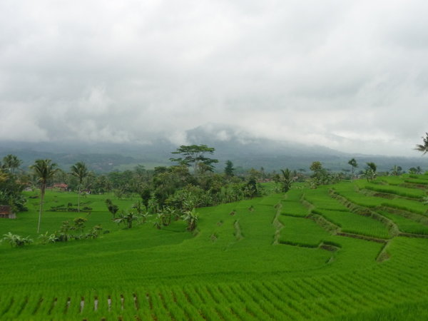 Beautiful terraced rice paddies