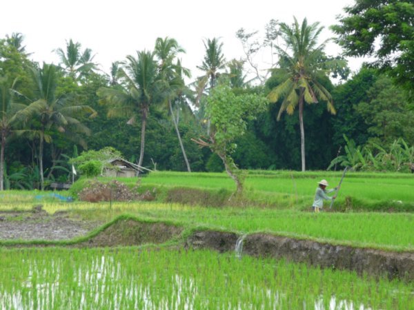 Bali rice paddies, Ubud
