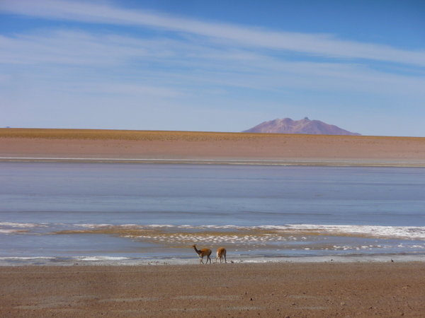 Vicuñas by the lake