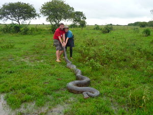anaconda 2 snakes farm in brazil
