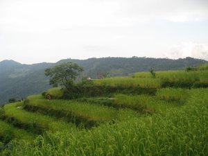 Step farming - rice