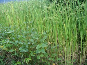 Soybean is grown along the edges