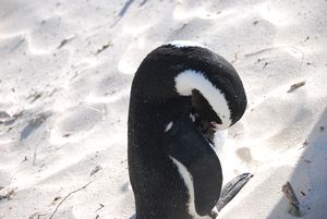 African penguin in Simons Town