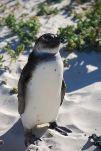 African penguin in Simons Town