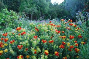 Kirstenbosch Botanical Gardens 