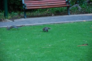 ...who was then chased by an aggrressive squirrel