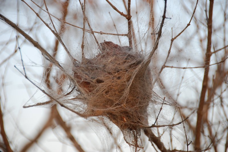 Communal Spider's nest