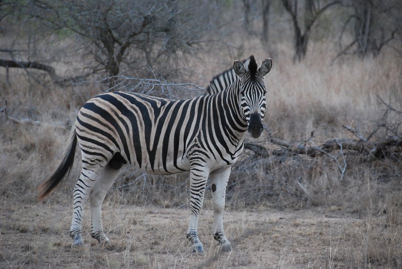 Zebra colt