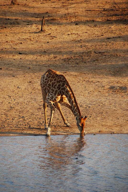 Giraffe bending down for a drink.