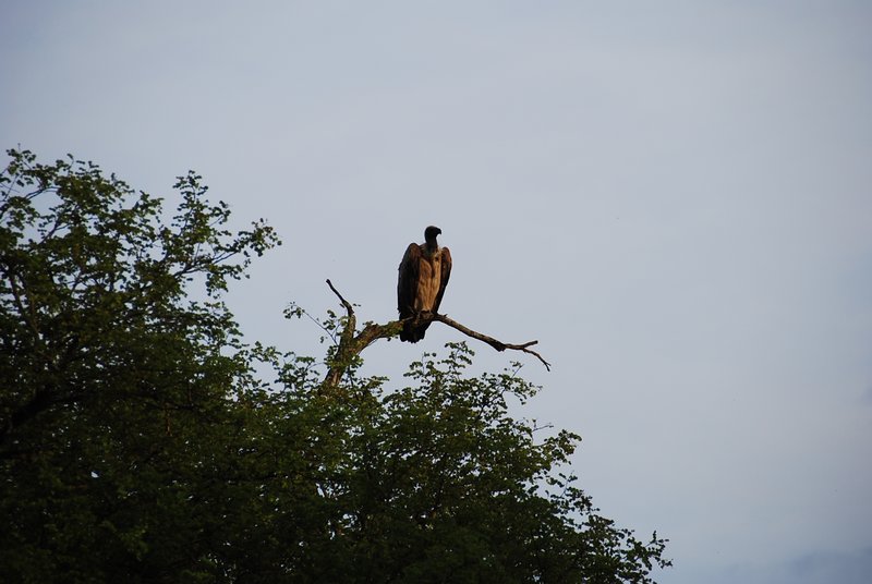 Lone grey vulture