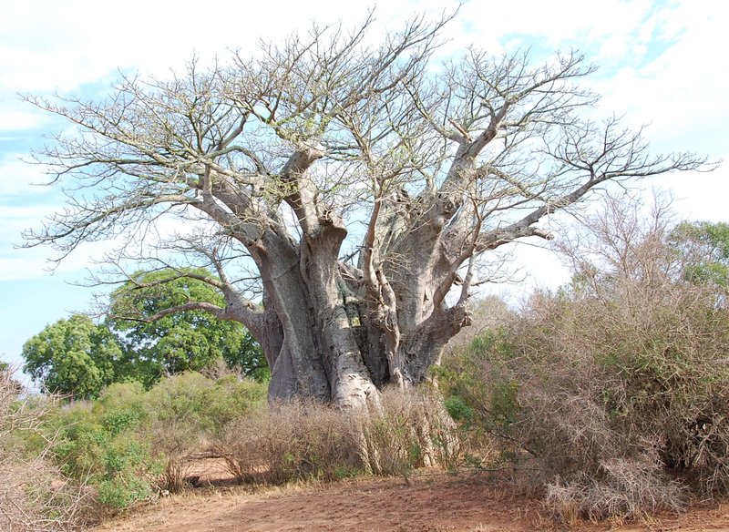 Boabab tree