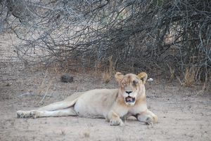 Lioness with eye injury