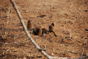 Common dwarf mongooses