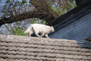 Cat on a Hutong roof