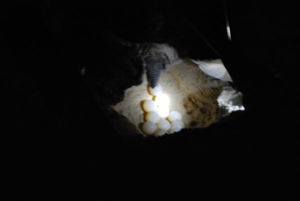 Fresh turtle eggs in body pit