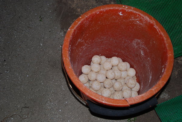 Rangers collect newly laid eggs from body pit