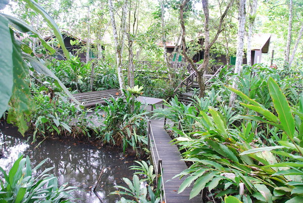 The resort "Kinabatangan Riverside Lodge"