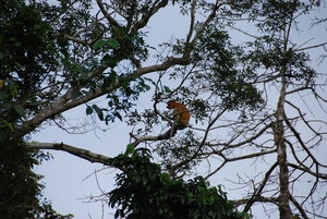 First sighting of Proboscis monkeys