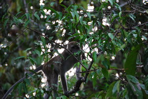 Long tailed Macaque (Branch managers)
