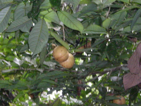 Nutmeg Fruit