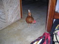 Visit from the Chicken