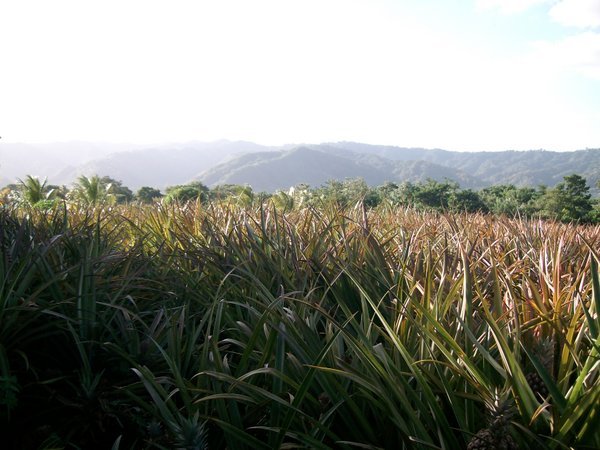 Pineapple Farm Near Mountains