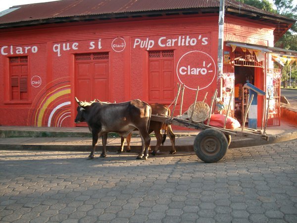 Ox with cart