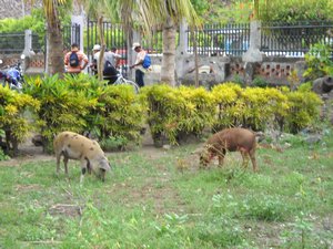 Pigs in the Park