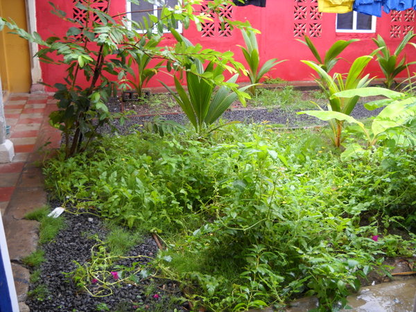 Garden outside my room