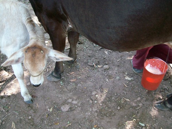 Keeping the calf away 