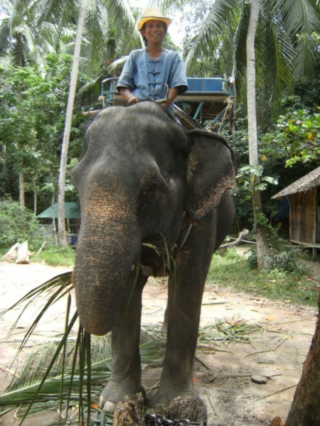 Elephant! - Site de la chute Na Muang a Koh Samui / Na Muang waterfall site in Koh Samui
