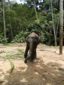 Mon premier elephant! Pauvre bebe enchaine... / My first elephant! Poor baby chained up- Site de la chute Na Muang a Koh Samui / Na Muang waterfall in Koh Samui