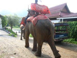 En revenant de notre randonne de kayak, ils etaient 4 elephants a traverser la riviere / Coming back from kayaking, 4 elephants were crossing the river