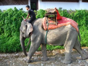 Elephants -  Vang Vieng