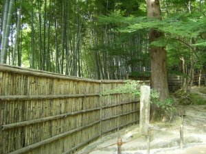 Foret de bambous / Bamboo forest - Ginkakuji - Kyoto