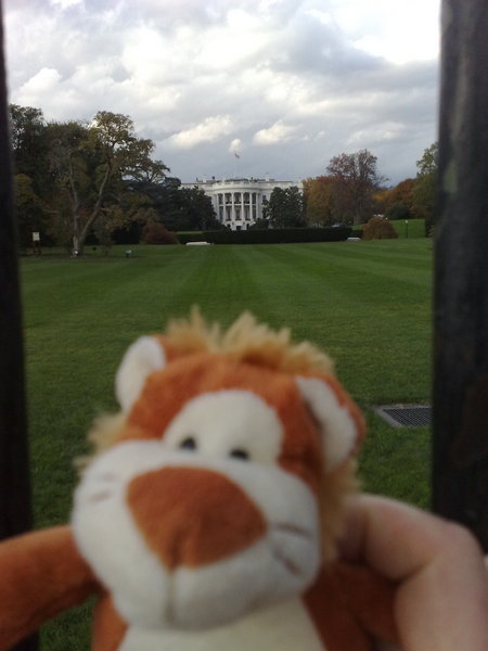 Lion on loose at White House