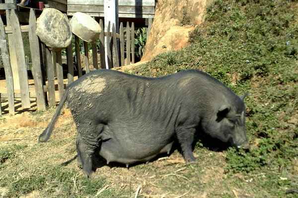 Vietnamese pot-belly pig living up to its name