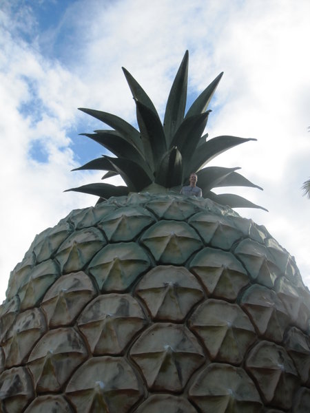 Pineapple head