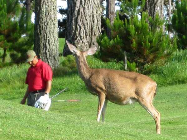 Where the golfing is deer
