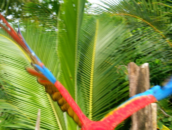 when macaws attack...