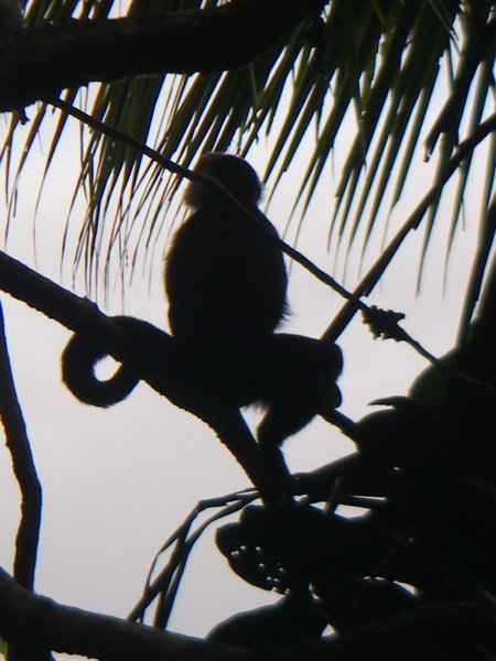 another monkey shot