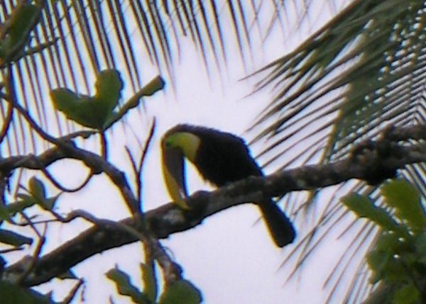 our only fuzzy toucan shot