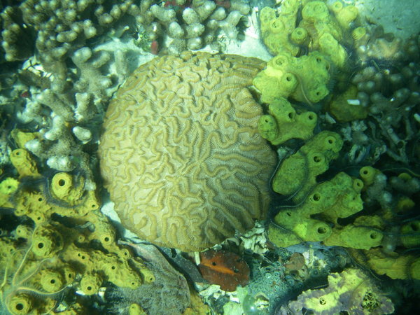 brain coral, mmmm.....