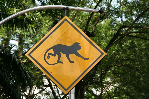 Beware of monkeys